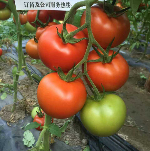 太原蔬菜大棚,太原蔬菜大棚建设